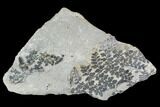 Pennsylvanian Fossil Fern (Sphenopteris) Plate - Kentucky #112926-1